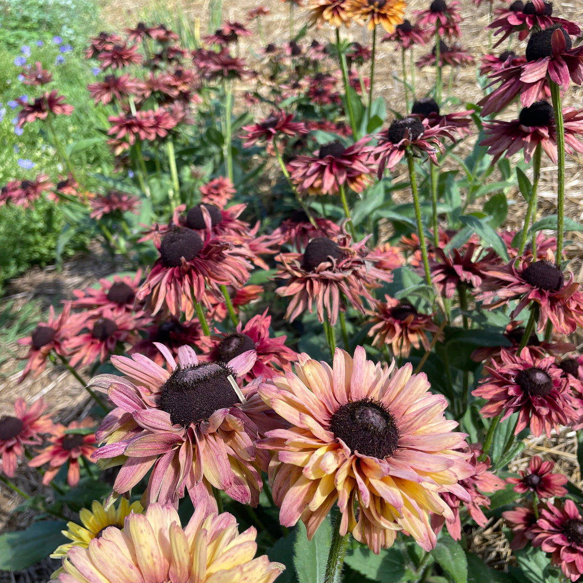 Golden caramel-colored Rudbeckia flowers with dark centers, showcasing vibrant blooms and lush green foliage.