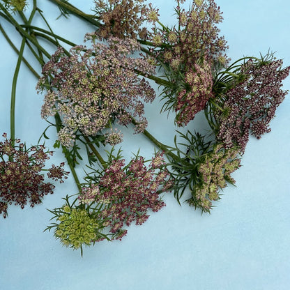 Dara Daucus flower from Hudson Valley Seed Co., showcasing delicate white blooms and green foliage.