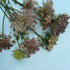 Dara Daucus flower from Hudson Valley Seed Co., showcasing delicate white blooms and green foliage.