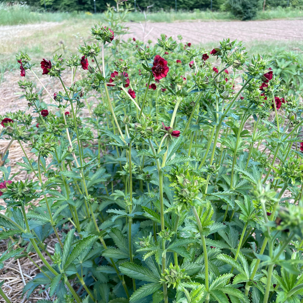 Bright red Scarlet Cinquefoil flowers with five petals and green foliage, showcasing their vibrant bloom.