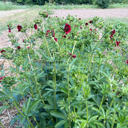 Bright red Scarlet Cinquefoil flowers with five petals and green foliage, showcasing their vibrant bloom.