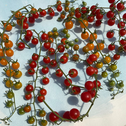 Sweet Pea Currant Tomatoes, vibrant red and green vegetable cluster, fresh and ripe, on a white background.