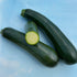 Bright green Dark Star zucchini vegetable from Hudson Valley Seed Co., fresh and sliced showing its tender, elongated shape.