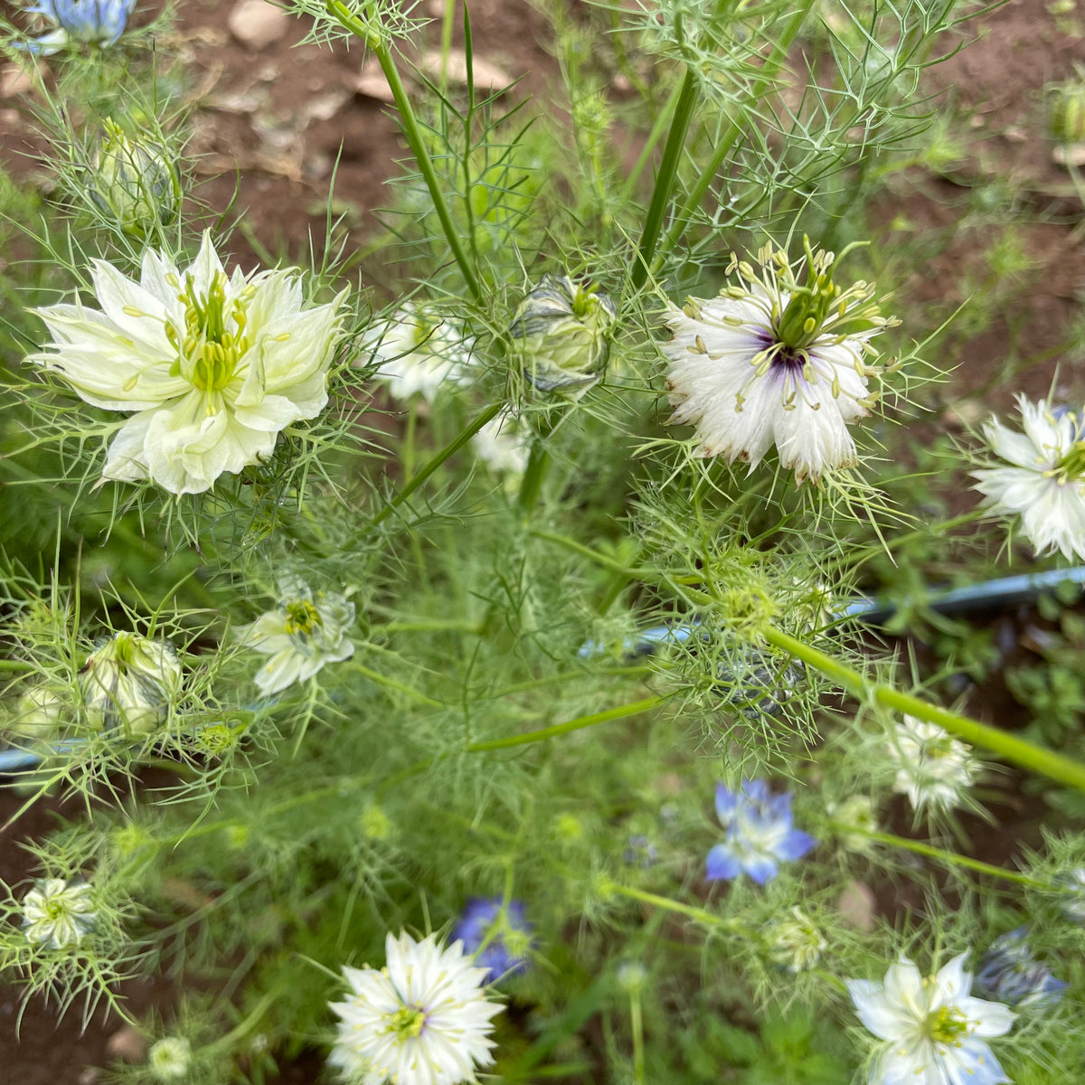 Bright Love in a Mist flowers from Hudson Valley Seed Co., showcasing delicate, airy blooms in soft pastel colors.