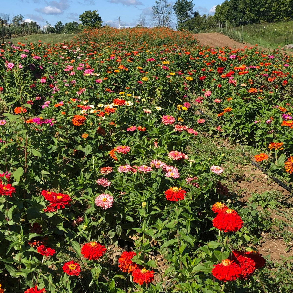 Bright orange and pink State Fair Zinnia flowers from Hudson Valley Seed Co. with layered petals and lush green foliage.