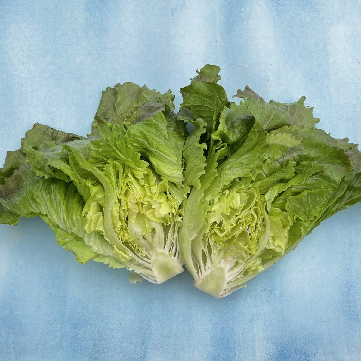 Fresh Blushed Butter Oak Lettuce from Hudson Valley Seed Co., displaying vibrant, tender leaves with a soft pink hue.