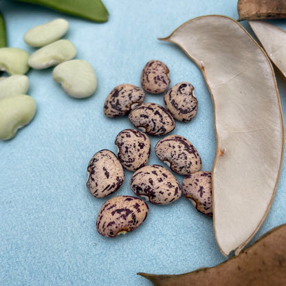Fresh Jackson Wonder Lima beans, a type of vegetables, shown in a close-up image highlighting their green, plump appearance.
