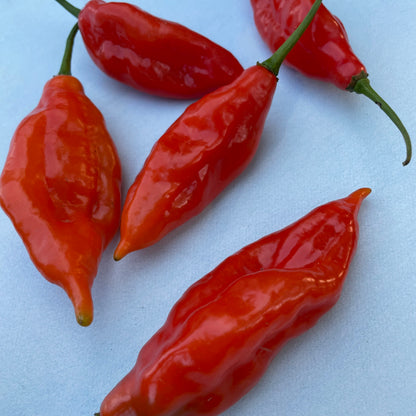 Fresh Maya Habanero vegetables from Hudson Valley Seed Co., showcasing bright orange peppers with green stems on a white background.