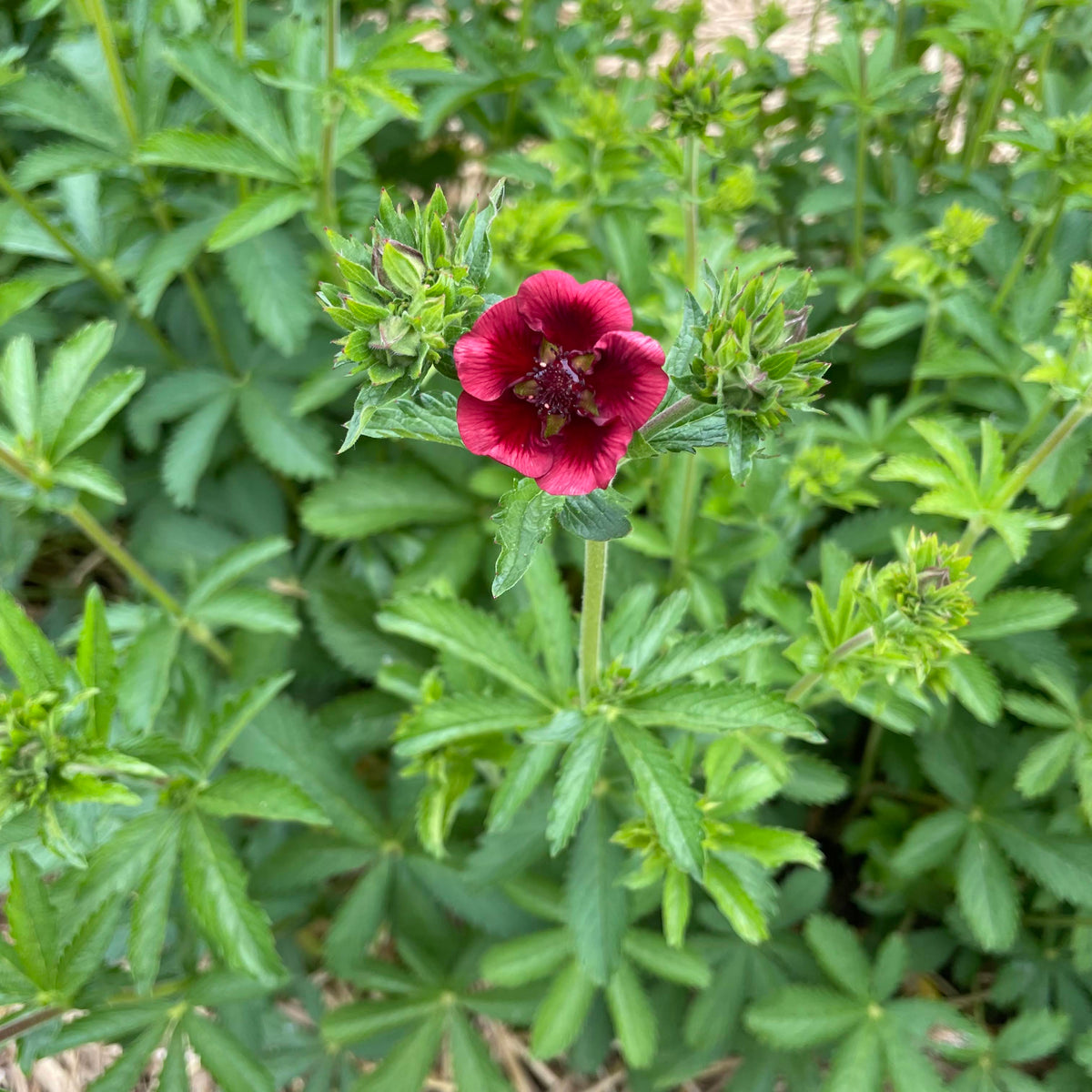Bright Scarlet Cinquefoil flowers with vibrant red petals and green foliage, showcasing natural garden blooms.