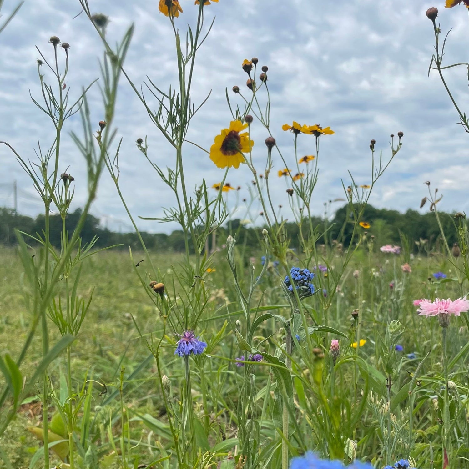 Bee Friendly Meadow Mix Seed Shaker
