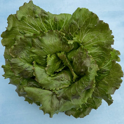 Fresh Blushed Butter Oak Lettuce from Hudson Valley Seed Co., featuring tender, ruffled leaves with a pinkish hue.