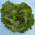 Fresh Blushed Butter Oak Lettuce from Hudson Valley Seed Co., featuring tender, ruffled leaves with a pinkish hue.