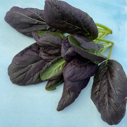 Scarlet red Tatsoi vegetable from Hudson Valley Seed Co., fresh leafy greens with vibrant red-tinted leaves.