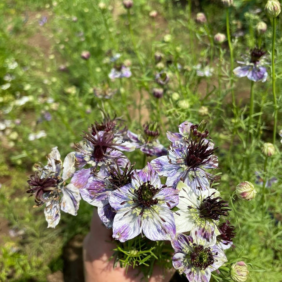 Delft Blue Nigella flowers with delicate blue petals and feathery foliage, grown by Hudson Valley Seed Co.