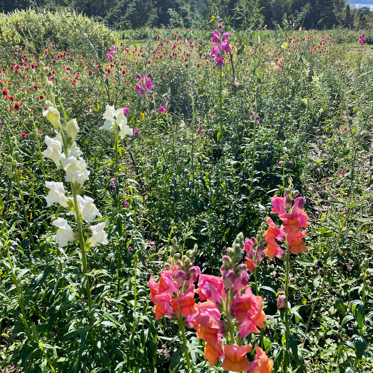 Colorful Snapdragon Mix flowers from Hudson Valley Seed Co. with vibrant blooms and lush green foliage.