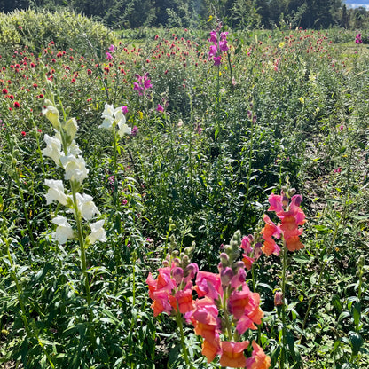 Colorful Snapdragon Mix flowers from Hudson Valley Seed Co. with vibrant blooms and lush green foliage.