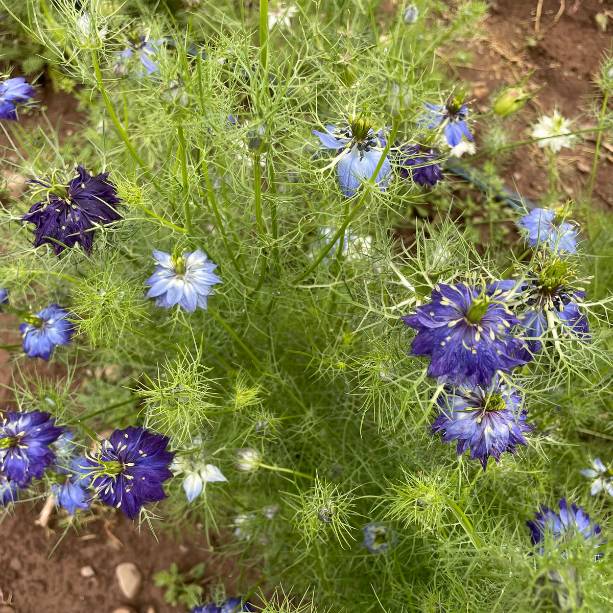 Colorful Love in a Mist flowers from Hudson Valley Seed Co. showcasing delicate, airy blooms with soft pastel petals.