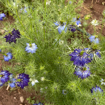 Colorful Love in a Mist flowers from Hudson Valley Seed Co. showcasing delicate, airy blooms with soft pastel petals.