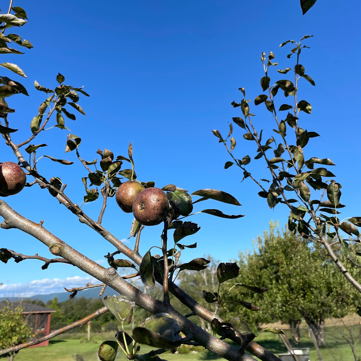 Seckel pear tree in a garden, showcasing lush green leaves and young branches with developing fruit on a small deciduous tree.