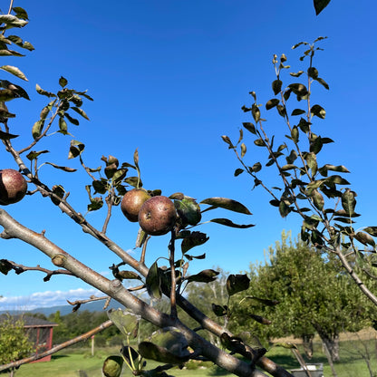 Seckel pear tree in a garden, showcasing lush green leaves and young branches with developing fruit on a small deciduous tree.