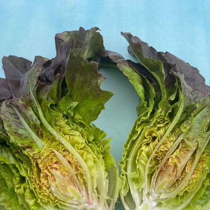Fresh Really Red Deer Tongue Lettuce from Hudson Valley Seed Co., displaying vibrant, elongated red leaves on a farm field.