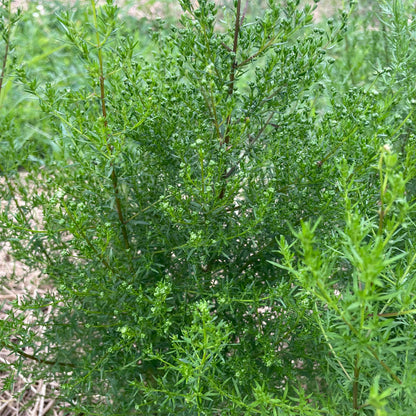 Healthy Sweet Annie Artemisia herb seedlings from Hudson Valley Seed Co. ready for planting in a garden.
