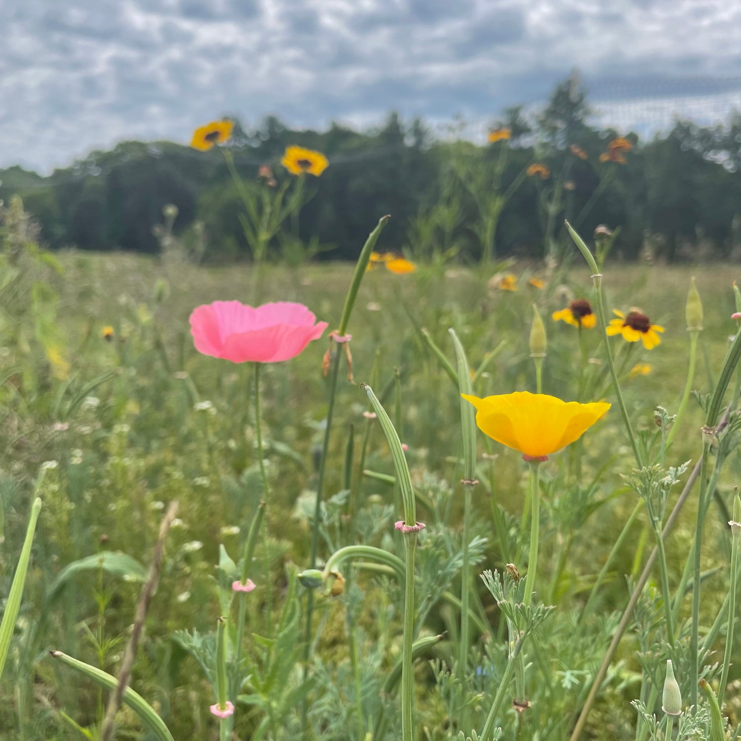 Bee Friendly Meadow Mix Seed Shaker