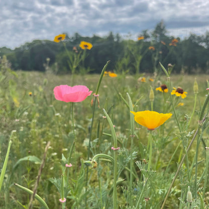 Bee Friendly Meadow Mix Seed Shaker