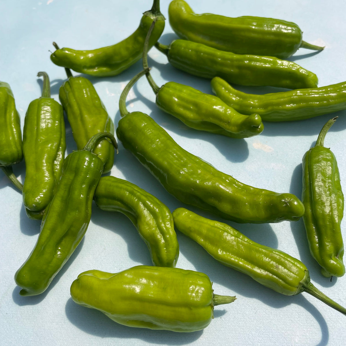 Fresh Greek Golden Pepperoncini vegetables from Hudson Valley Seed Co., vibrant yellow peppers on a rustic surface.