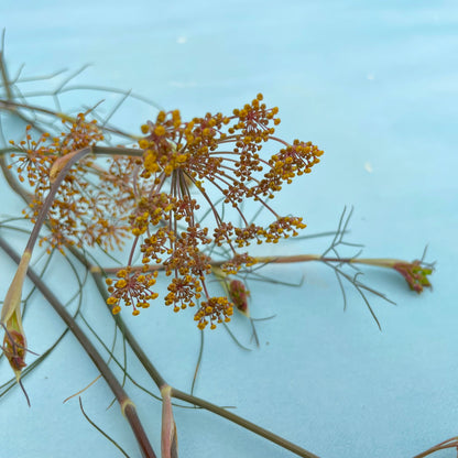Fresh bronze fennel bulb with feathery fronds, organic vegetables from Hudson Valley Seed Co. displayed on a rustic surface.
