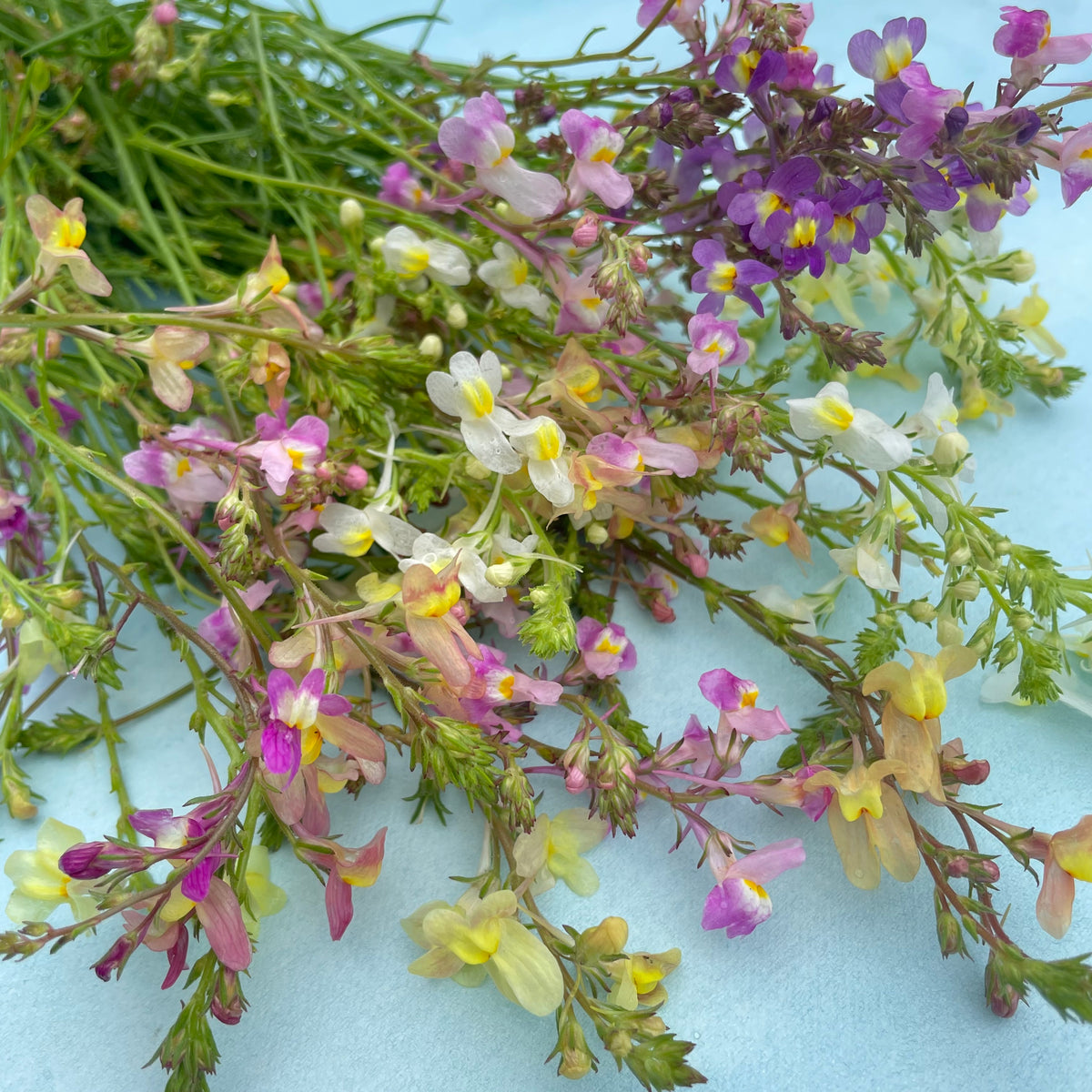 Bright Northern Lights Linaria flowers with slender purple and yellow blooms, cultivated by Hudson Valley Seed Co.