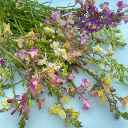 Bright Northern Lights Linaria flowers with slender purple and yellow blooms, cultivated by Hudson Valley Seed Co.
