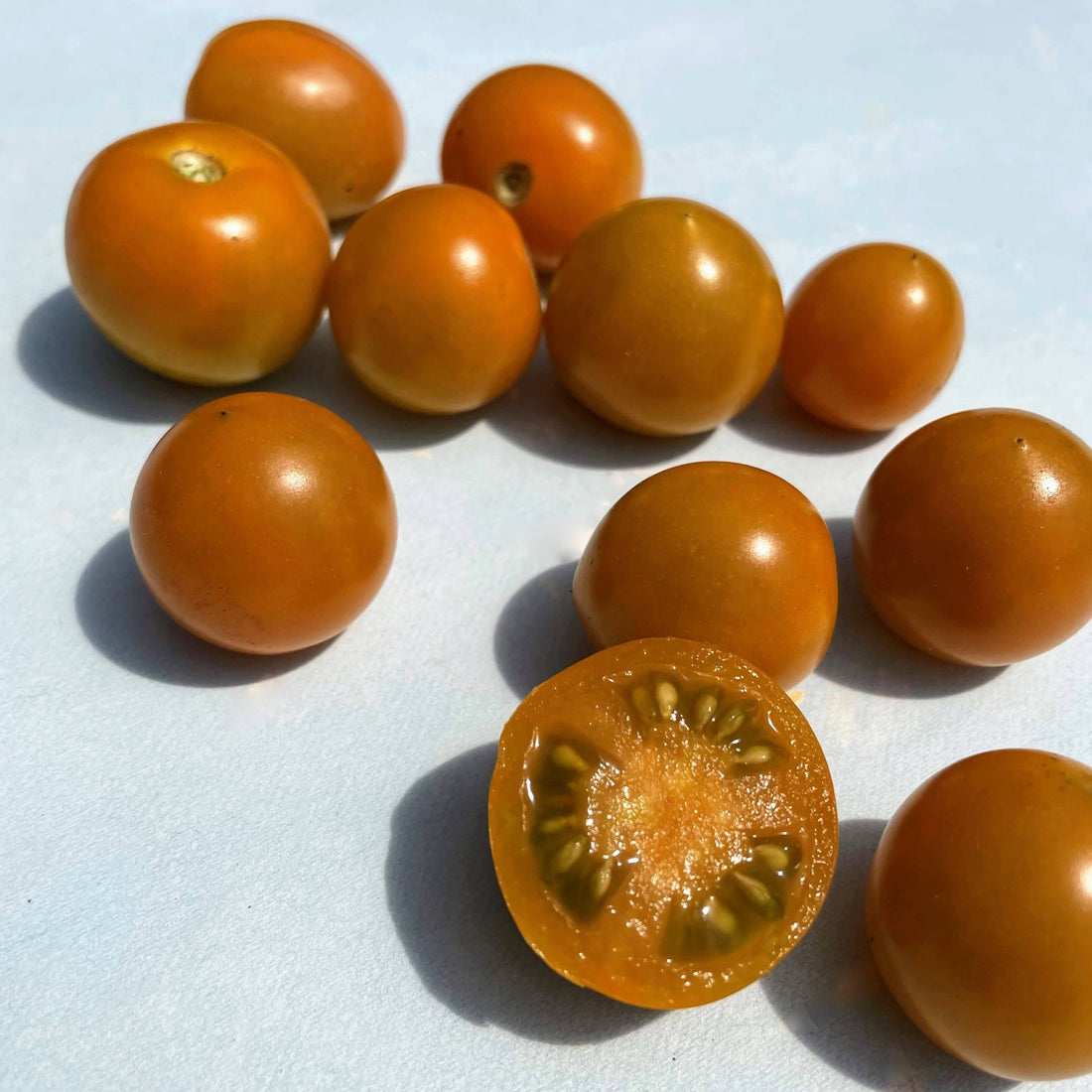 Ripening California Sungold Tomato, vibrant orange vegetables, fresh and plump, on the vine.