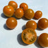 Ripening California Sungold Tomato, vibrant orange vegetables, fresh and plump, on the vine.