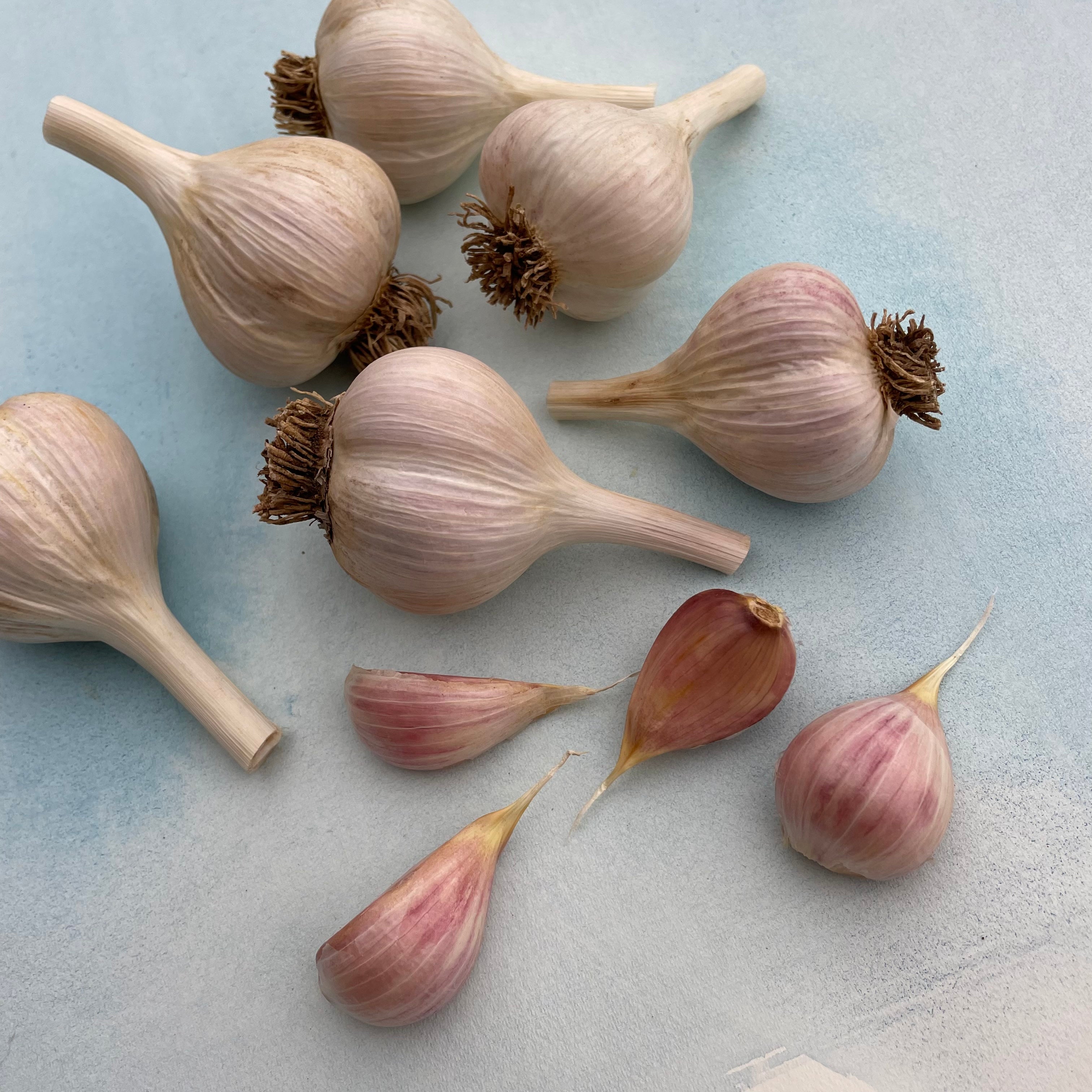 Fresh Music Hardneck Garlic vegetable from Hudson Valley Seed Co., showing plump, white garlic bulbs with green stems.