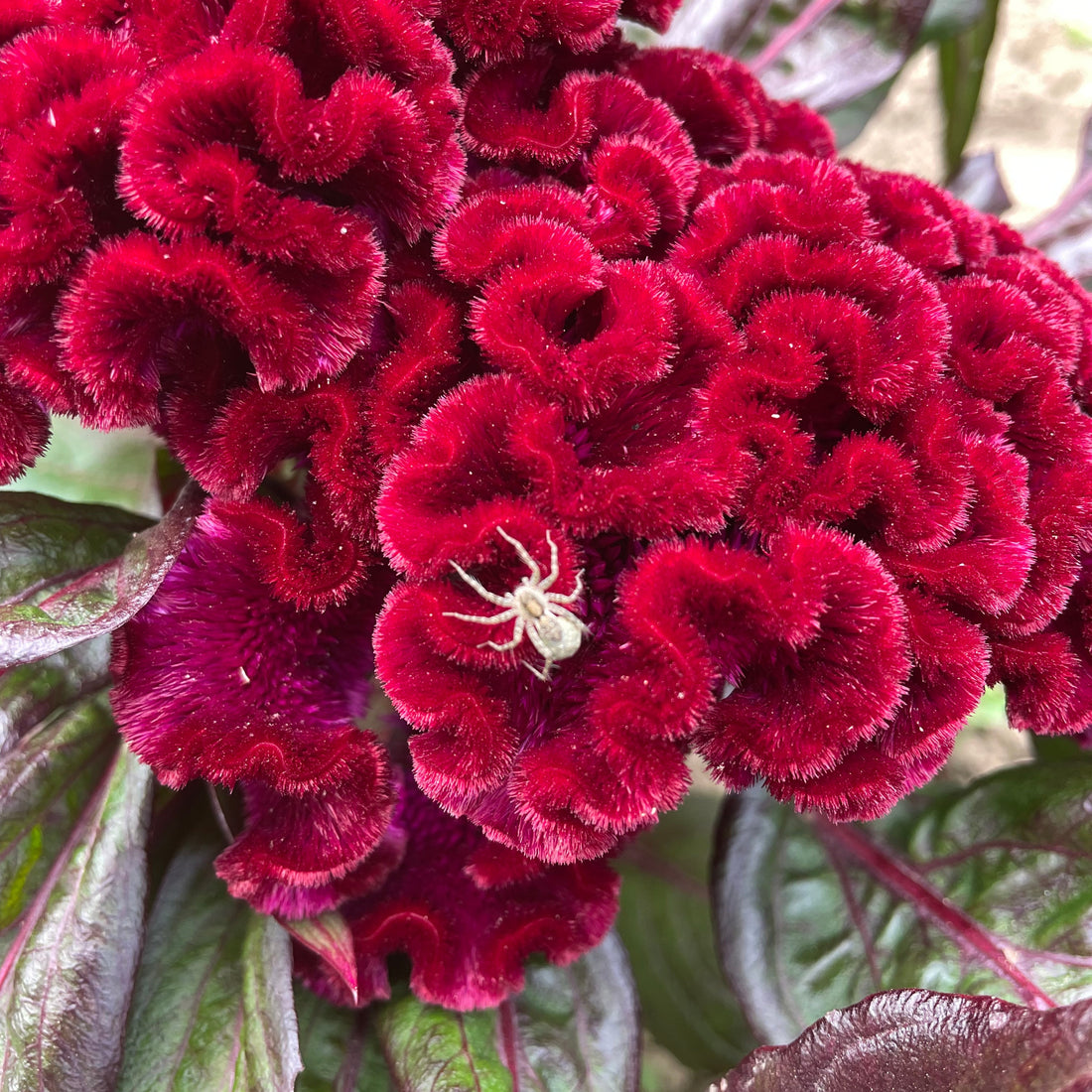 Goth Garden Flower Mix