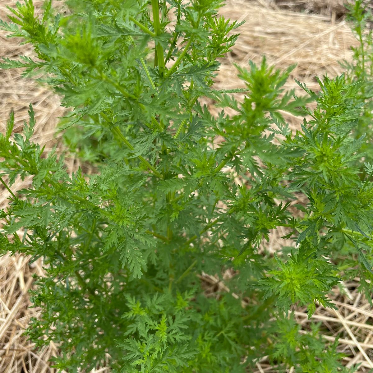 Healthy Sweet Annie Artemisia herb seedlings from Hudson Valley Seed Co., with vibrant green leaves and sturdy stems.