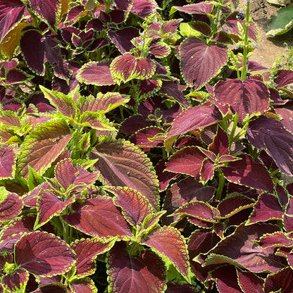 Colorful Rainbow Mix Coleus flowers with vibrant foliage, from Hudson Valley Seed Co., showcasing lush, variegated leaves.