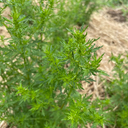 Fresh Sweet Annie Artemisia herb seedlings from Hudson Valley Seed Co. growing in small pots with green, leafy foliage.