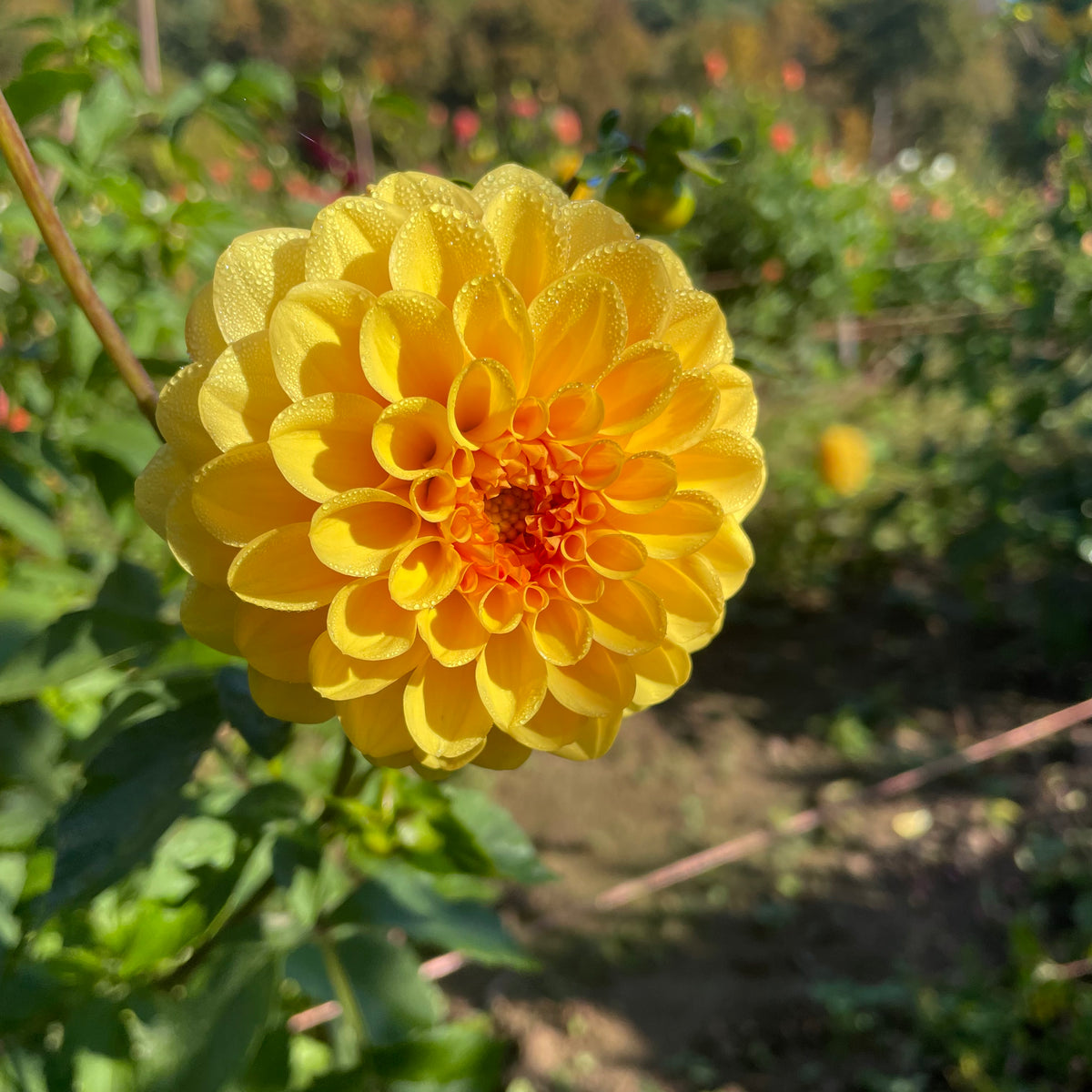 Golden Scepter Dahlia flower tuber from Hudson Valley Seed Co., showcasing vibrant yellow blooms with lush green foliage.