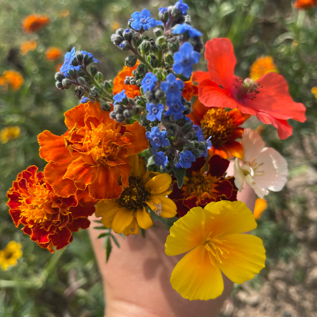 Colorscape Meadow Mix Seed Shaker