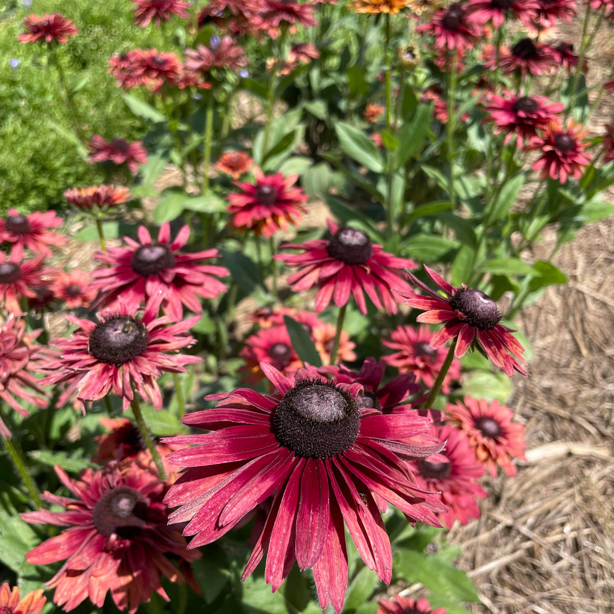 Close-up of caramel-colored Rudbeckia flowers with dark centers, showcasing vibrant petals and lush green foliage.