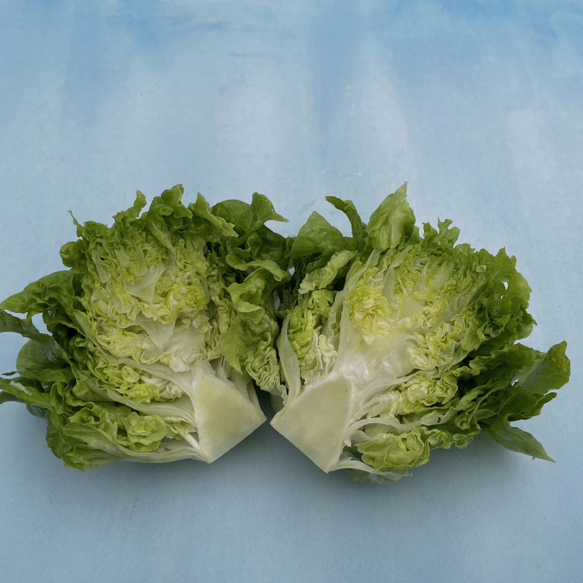 Fresh Tom Thumb lettuce vegetable from Hudson Valley Seed Co., showing vibrant green leaves and compact head.