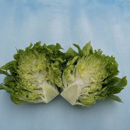 Fresh Tom Thumb lettuce vegetable from Hudson Valley Seed Co., showing vibrant green leaves and compact head.