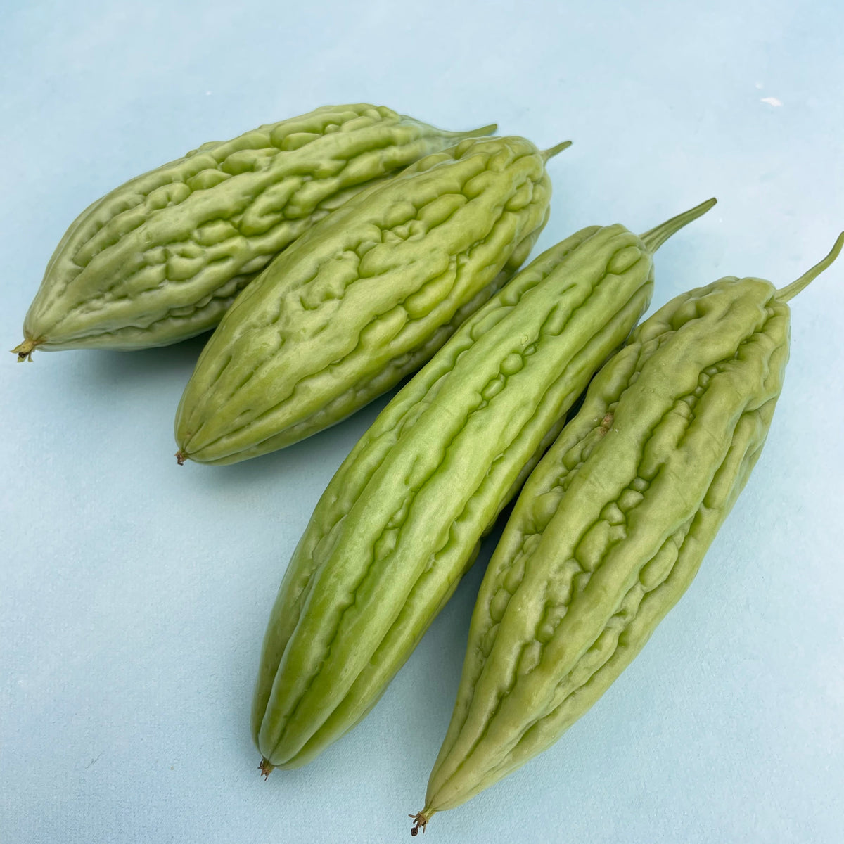 Fresh green skin bitter melon vegetable from Hudson Valley Seed Co., showing its textured, bumpy surface and vibrant color.