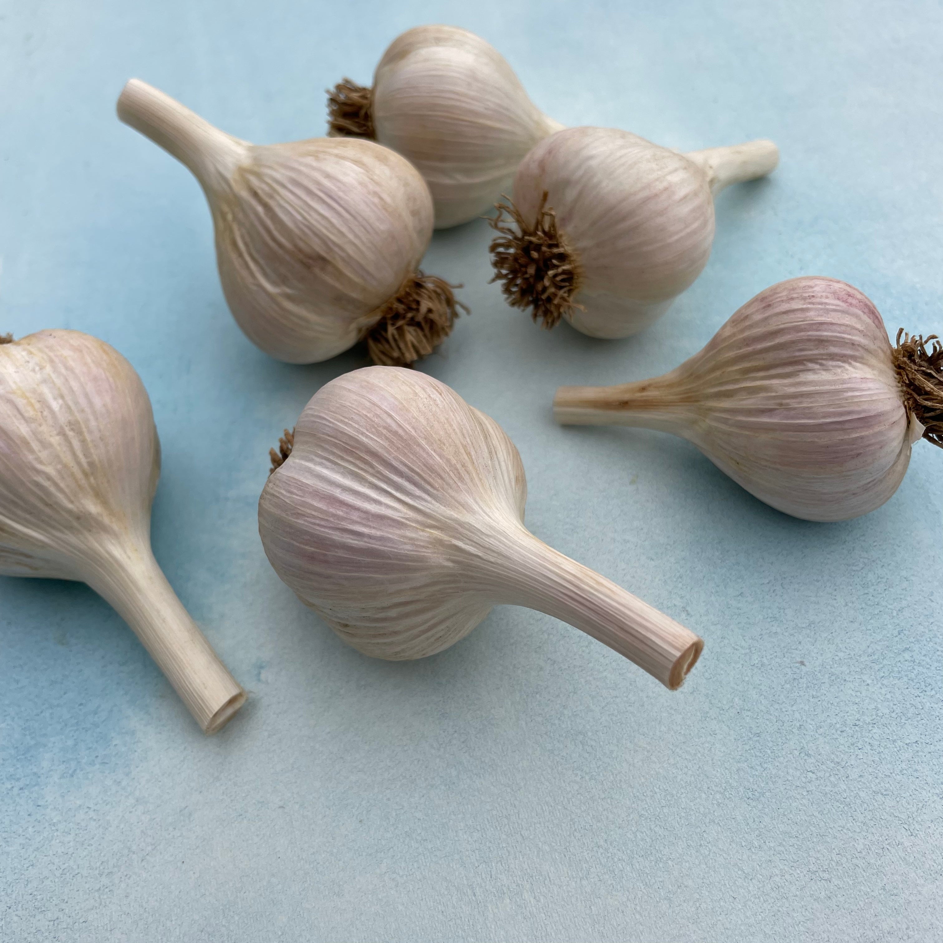 Fresh Music Hardneck garlic bulb from Hudson Valley Seed Co., showing multiple white garlic cloves with purple streaks.