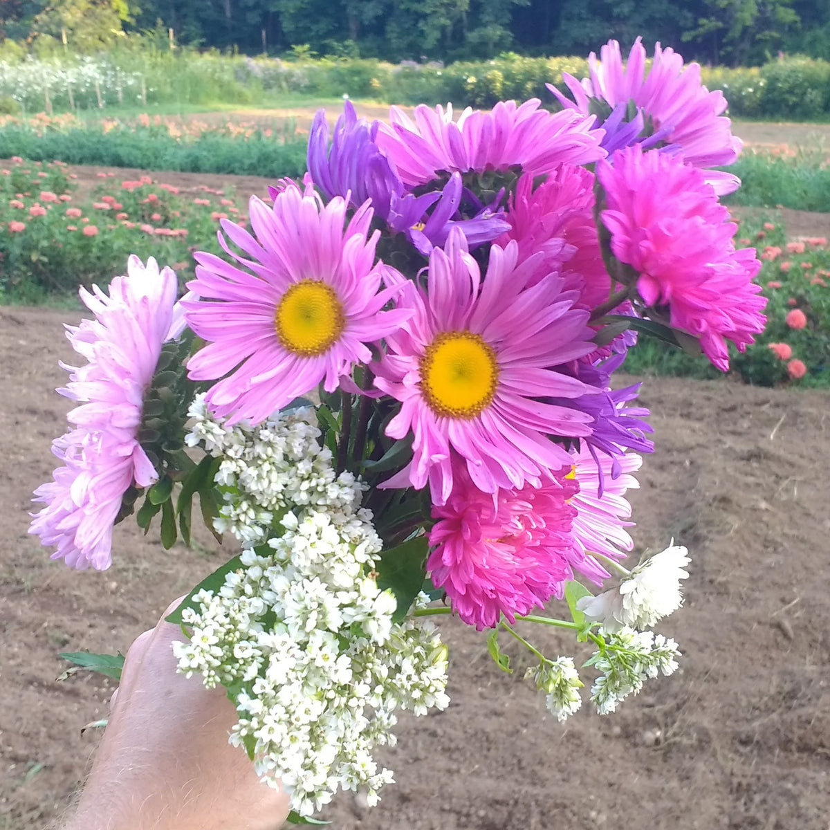 A close-up of Powder Puff Aster seedlings from Hudson Valley Seed Co., showing vibrant green leaves and emerging flower buds.