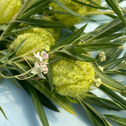 Close-up of Hairy Balls Milkweed (Gomphocarpus) flowers showing fuzzy seed pods with green and white hues.