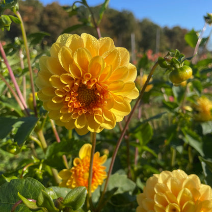 Golden Scepter Dahlia flower tuber from Hudson Valley Seed Co., showcasing vibrant yellow blooms with lush green leaves.