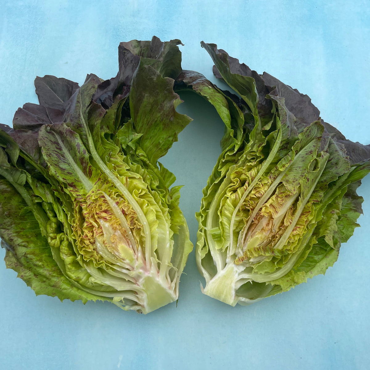 Fresh Really Red Deer Tongue Lettuce from Hudson Valley Seed Co., showcasing vibrant red leafy vegetables on a white background.
